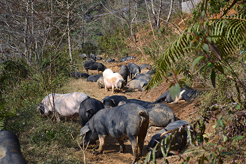 深圳有機(jī)豬肉